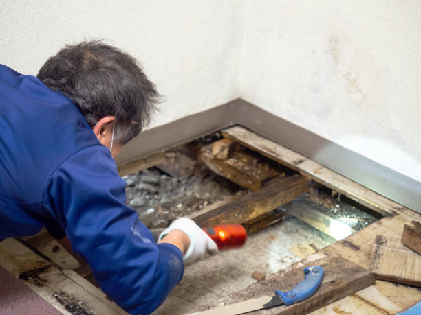 Certified Mold Removal in Winterville, NC