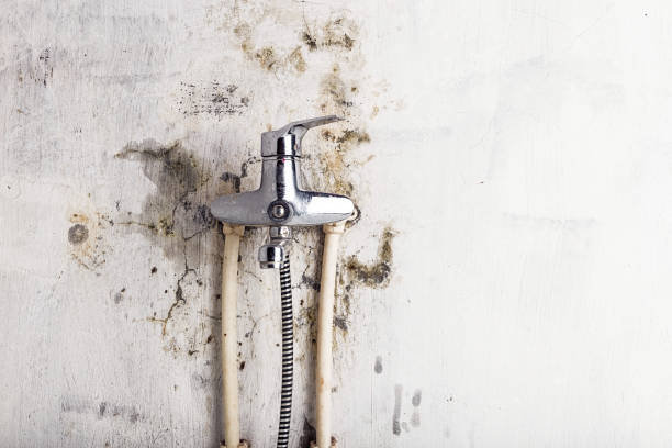 Best Certified Mold Removal  in Winterville, NC