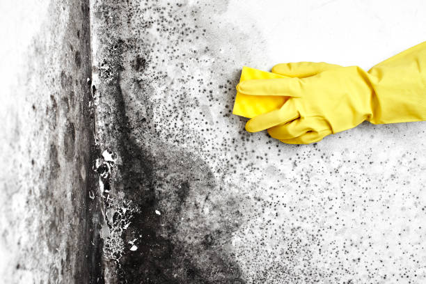 Best Mold Remediation  in Winterville, NC