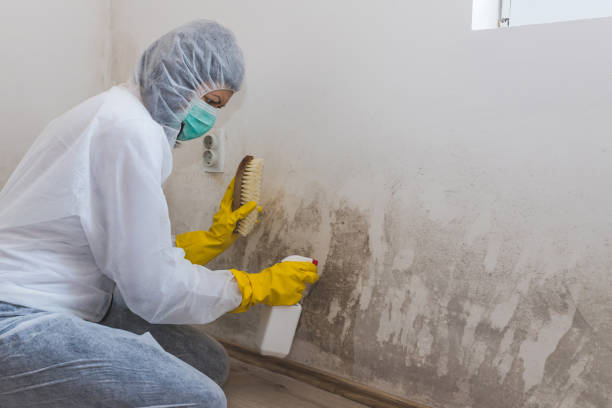Best Certified Mold Removal  in Winterville, NC