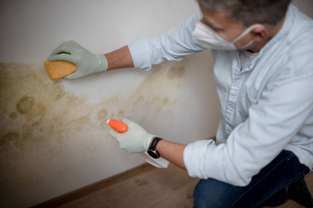 Best Mold Remediation Services  in Winterville, NC