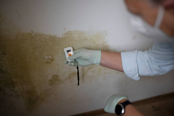 Reliable Winterville, NC Mold Removal Solutions