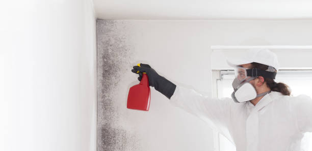 Best Mold Removal Company Near Me  in Winterville, NC