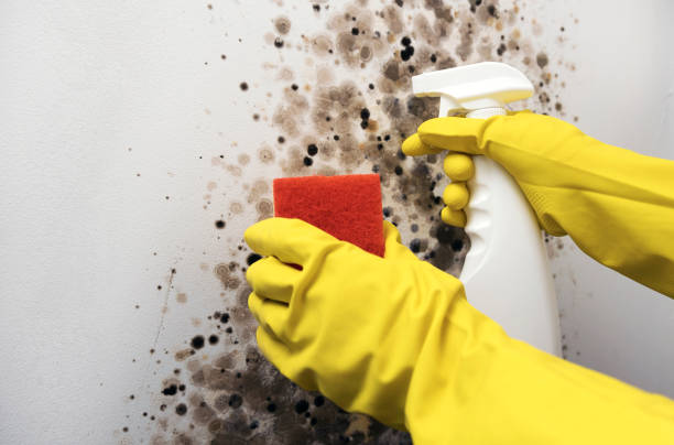 Best Toxic Mold Removal  in Winterville, NC