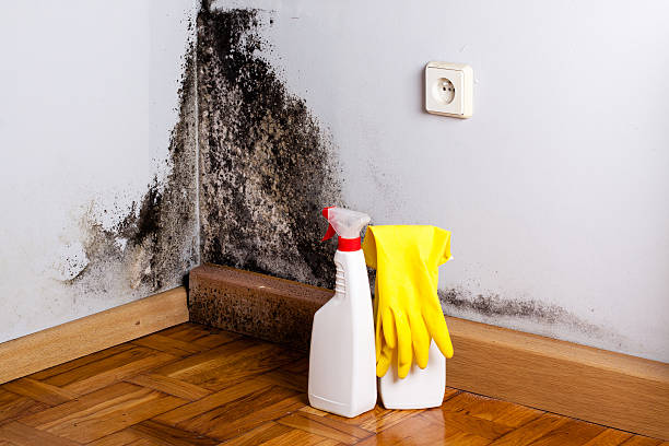Best Residential Mold Removal  in Winterville, NC
