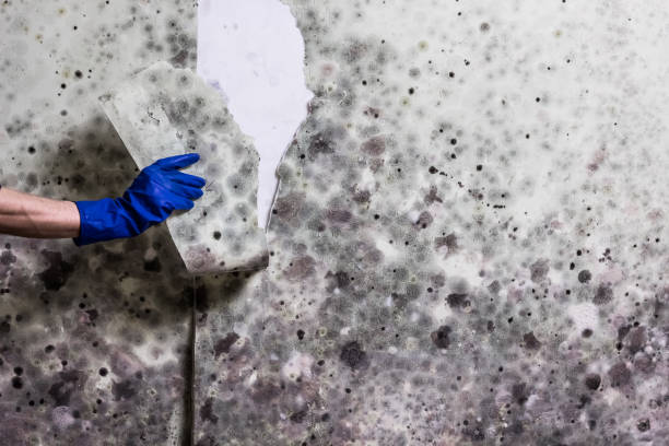 Best Mold Testing  in Winterville, NC